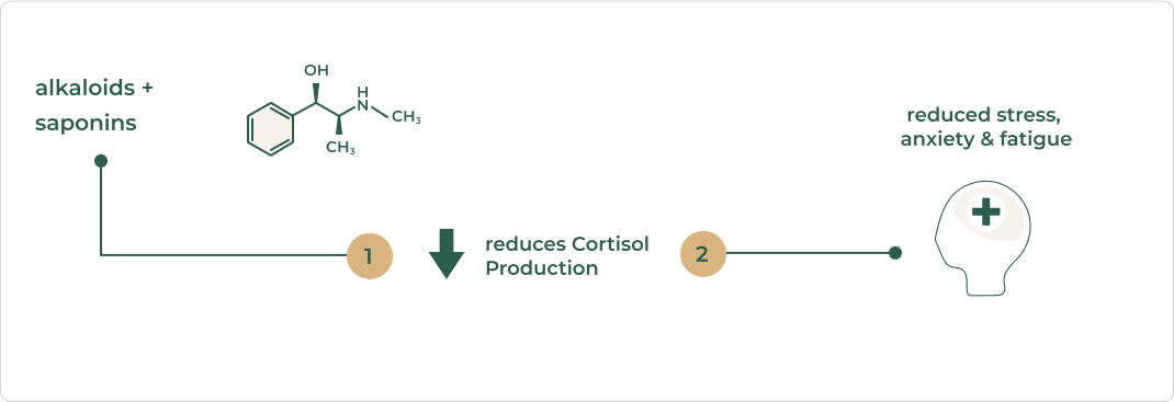 Mechanism of Wild Ashwagandha