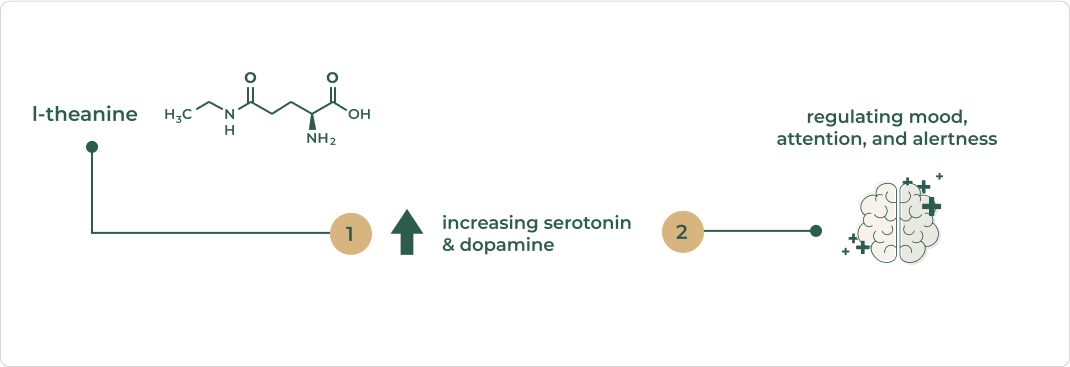 Mechanism of L-Theanine