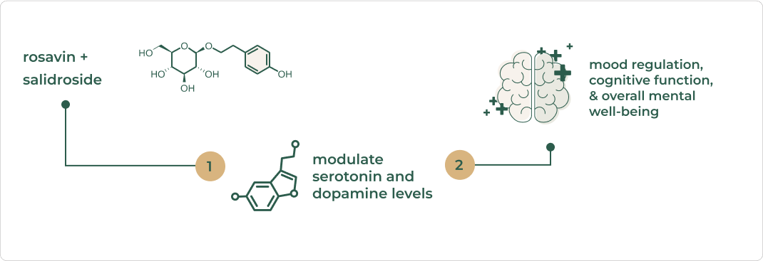 Mechanism of Rhodiola