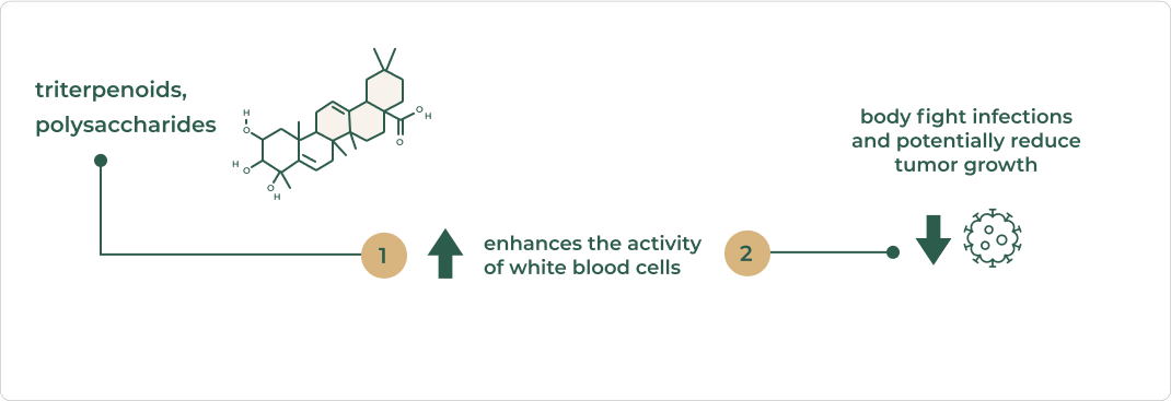 Mechanism of Wild Reishi