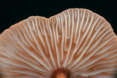 Myths and Truths About Functional Mushrooms