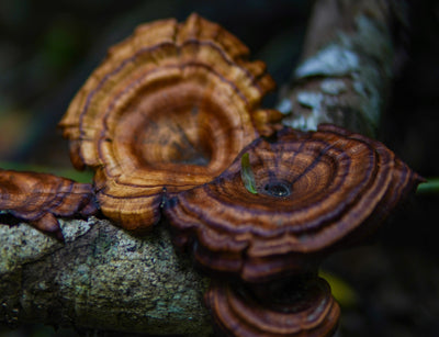 Hongo Reishi: Beneficios, Cómo Usarlo y Lo Que Necesitas Saber 