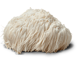 Lion’s Mane