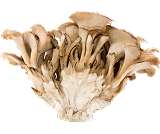 Maitake