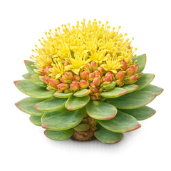 Rhodiola