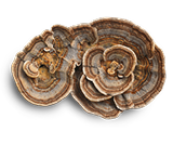 Turkey Tail