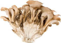 Maitake