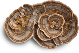 Turkey Tail