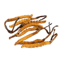 Cordyceps