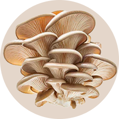 Oyster